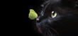 Black Bombay cat with bright yellow butterfly on his nose isolated on black. Copy space