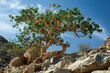 Commiphora Myrrha - The Holy Myrrh Tree of Oman and Somalia