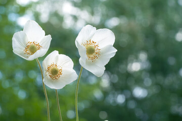 Wall Mural - Anemone sylvestris), known as snowdrop anemone or snowdrop windflower.Place for text.