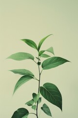 Poster - An image capturing delicate green leaves with a soft pastel-colored background emphasizing freshness and growth