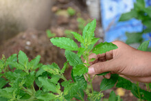 Sunlight On Leaf Of A Basil Plant Free Stock Photo - Public Domain Pictures