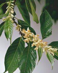 Balsam of Peru - Fragrant Medicative Latex Extracted from Tropical Myroxylon Toluiferum Trees