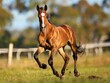 Bay Standardbred Filly in Action with Herd in Paddock - Yearling Group Run 