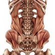 Human back and hip muscles and bones, detailed anatomy