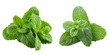 © Your isolated stock - mint leaves isolated on white background
