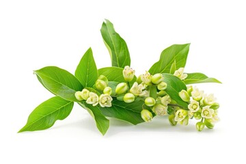 Wall Mural - Fresh Green Litsea Cubeba Spice on White Background - Natural Herbal Medicine from China