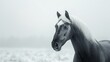 Black horse long white mane standing in snowy field