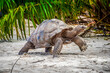 Huge turtle walking in a tropical beach