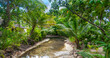 Small stream surrounded by tropical vegetation