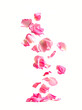 Falling petal rose on white backgrounds