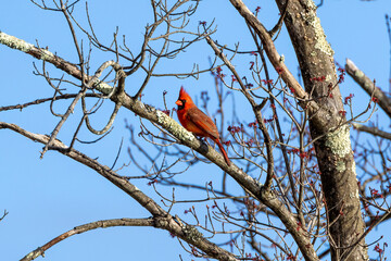 Sticker - cardinal on a branch