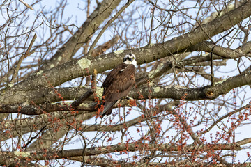 bird on a branch