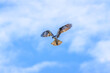 osprey hovering