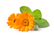 Calendula flower and mint herbs on white backgrounds