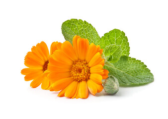 Poster - Calendula flower and mint herbs on white backgrounds