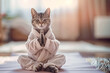 © lenblr - Tabby cat in a meditation pose wearing a robe in a peaceful setting.