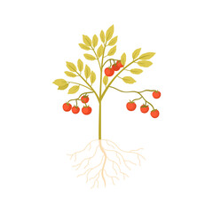 Wall Mural - Tomato plant with vegetable harvest and leaf on stem, underground roots vector illustration