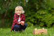 Little boy picking apples in orchard. Child holding wooden box with harvest. Harvesting in the domestic garden in autumn. Small local business.
