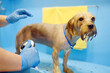 Dog grooming salon. Skillful female groomer washing cute terrier dog using shampoo. Pet care in veterinary clinic.