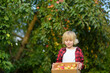 Little boy picking apples in orchard. Child holding wooden box with harvest. Harvesting in the domestic garden in autumn. Small local business.