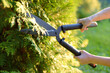 Hands of female gardener. Woman trimming thuja hedge in domestic garden on sunny summer day. Gardening tools