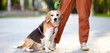 Young woman walking with old Beagle dog in the summer park. Obedient pet with his owner