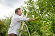 Mature man farmer picking apples in orchard. Person stands on a ladder near tree and reaching for an apple. Harvesting of fruits in the domestic garden in autumn. Small local business.