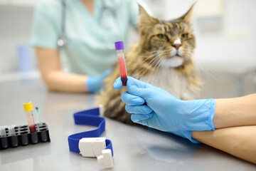 two professional veterinarians take a blood test from a maine coon cat at a veterinary clinic. a lab