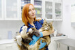 Professional veterinarian examining a Maine Coon cat at a veterinary clinic. Pet examination and vaccination in the veterinary office. Team of doctors checks cat for breed compliance.
