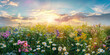 Beautiful spring meadow with blooming wildflowers and sun rays in the sky. Panorama of field full of daisies, violets and other flowers on a sunny day.