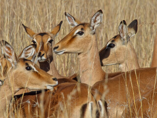 Small herd of impala ewes, Pilanesberg National Park and Game Reserve, South Africa. Differential focus. 