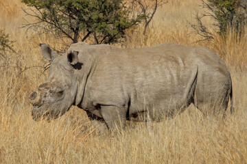 side view, de-horned african white rhinoceros (ceratotherium simum), pilanesberg national park, sout