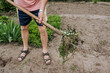 © shchus - An elderly man, a retired gardener, works with a pitchfork in his hands in the spring, removing weeds, grass in the garden outdoors in nature. Agriculture concept. Close-up photo.