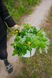A female gardener holds in her hands a bucket of celandine, a green medicinal healing plant for health against illnesses. Close-up photography, nature, medicine.