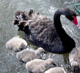 Sticker - the black swan is minding her cygnets