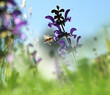Honeybee on a wildflower meadow sage in violet bloom with summer sun.