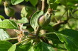 Zweig eines Apfelbaues mit noch kleinem Fruchtkörper