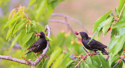 Wall Mural - A pair of starlings with gifts for the chicks, including a sandwich, among the green leaves on the branch.