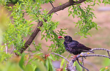 Wall Mural - A starling holds a mulberry fruit in its beak against the background of unabi branches...