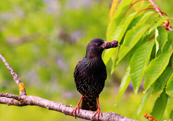 Wall Mural - A starling sits on a branch and holds a mulberry in its beak..