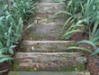Mysterious Overgrown Garden Path with Wooden Steps