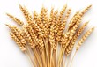Orderly Arrangement of Wheat Sheaves Highlighting Agricultural Prosperity