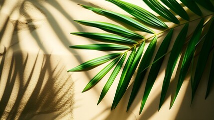 Aufkleber - Top view of green tropical leaf shadow on sand color background Flat lay Minimal summer concept with palm tree leaf Creative copyspace : Generative AI