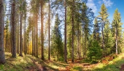 Wall Mural - sunny panoramic forest of spruce trees in autumn