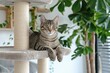© anatolir - Adorable tabby cat with striking markings relaxing on a cozy cat tree at home