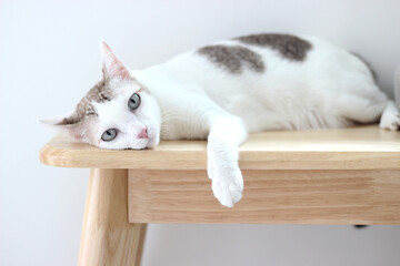 Wall Mural - The cat lay on the wooden bench in white wall home