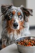 Adorable Australian Shepherd with Blue Eyes, Standing Near Bowl of Dog Food and Carrots
