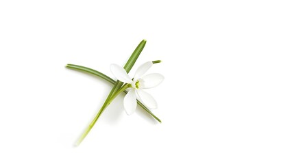 Wall Mural - Snowdrop spring first single flower isolated on white background Hello spring Creative layout Top view flat lay Design element Springtime greeting card Easter holiday concept : Generative AI