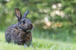 Gray rabbit poses in green grass with soft bokeh background copy text space