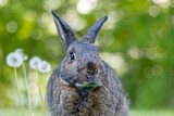 Fototapeta Dmuchawce - Gray rabbit poses in green grass with soft bokeh background copy text space